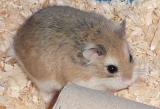 angelforanimals avatar